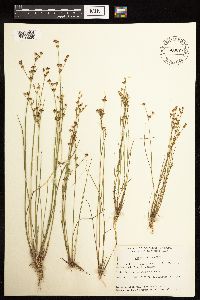 Juncus alpinoarticulatus image