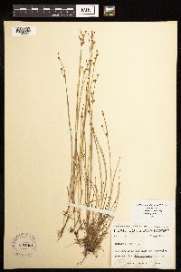 Juncus alpinoarticulatus image
