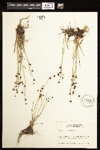 Juncus alpinoarticulatus image