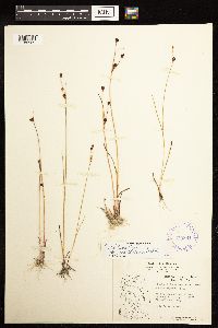 Juncus alpinoarticulatus image