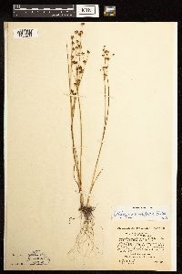 Juncus alpinoarticulatus image