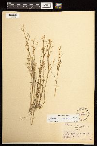 Juncus alpinoarticulatus image