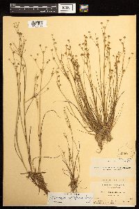 Juncus alpinoarticulatus image