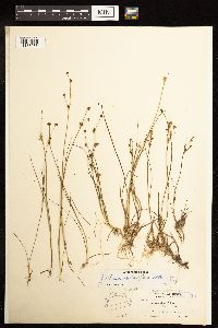 Juncus alpinoarticulatus image