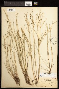 Juncus alpinoarticulatus image