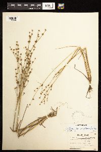 Juncus alpinoarticulatus image