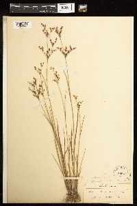 Juncus alpinoarticulatus image