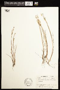 Juncus alpinoarticulatus image