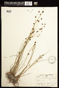 Juncus alpinoarticulatus image