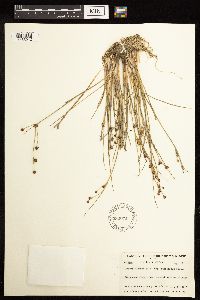 Juncus alpinoarticulatus image