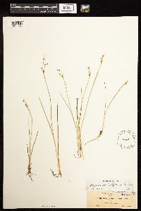 Juncus alpinoarticulatus image