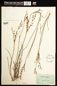 Juncus alpinoarticulatus image