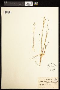 Juncus alpinoarticulatus image