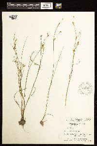 Juncus alpinoarticulatus image