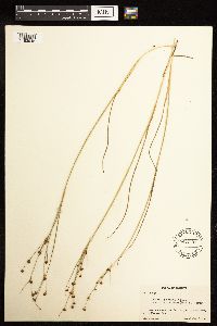 Juncus alpinoarticulatus image