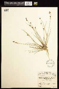 Juncus alpinoarticulatus image