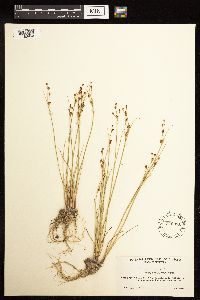 Juncus alpinoarticulatus image