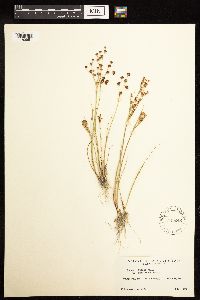 Juncus alpinoarticulatus image