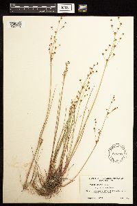 Juncus alpinoarticulatus image