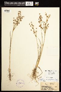 Juncus alpinoarticulatus image