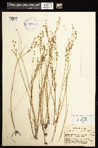 Juncus alpinoarticulatus image