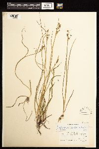 Juncus alpinoarticulatus image