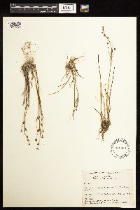 Juncus alpinoarticulatus image