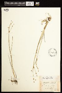 Juncus alpinoarticulatus image