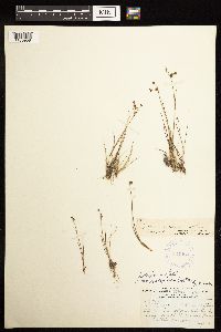 Juncus alpinoarticulatus image