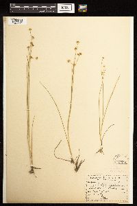 Juncus alpinoarticulatus image