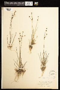 Juncus alpinoarticulatus image