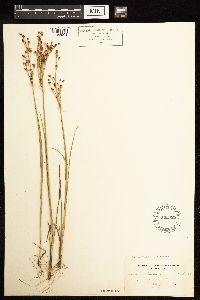 Juncus alpinoarticulatus image