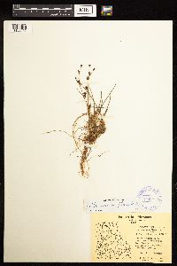 Juncus alpinoarticulatus image