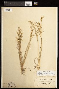 Juncus alpinoarticulatus image