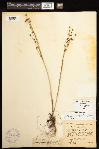 Juncus alpinoarticulatus image