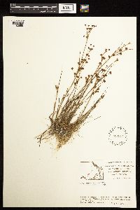 Juncus alpinoarticulatus image