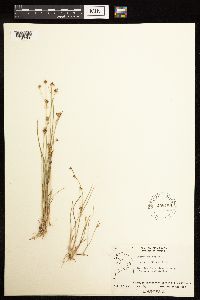 Juncus alpinoarticulatus image