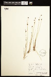 Juncus alpinoarticulatus image