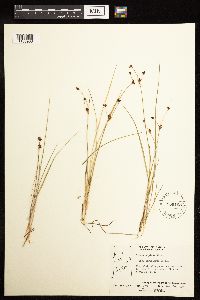 Juncus alpinoarticulatus image