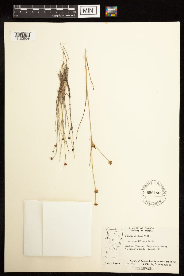 Juncus alpinoarticulatus image