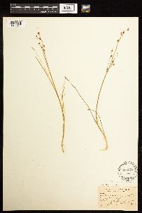 Thumbnail image of current specimen