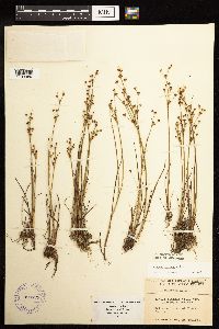 Thumbnail image of current specimen