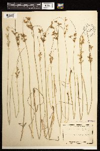 Juncus anthelatus image