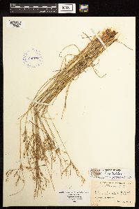 Juncus anthelatus image