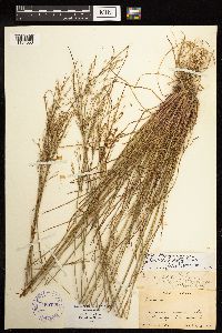 Juncus anthelatus image