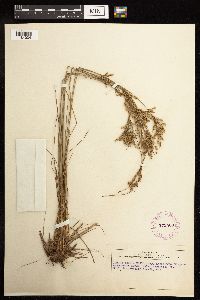 Juncus anthelatus image