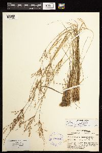 Juncus anthelatus image