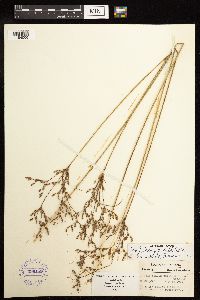 Juncus anthelatus image