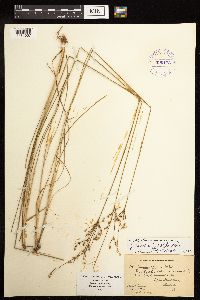Juncus anthelatus image
