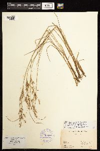 Juncus anthelatus image
